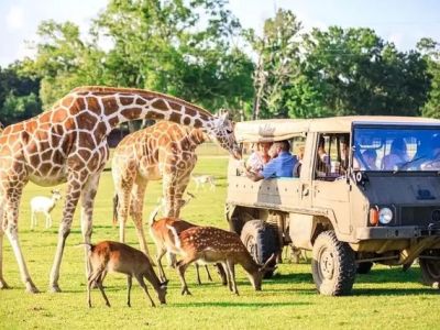 Guide to Wildlife Safaris in America’s Parks
