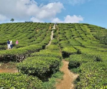 How to Plan a Southern U.S. Plantation Trail: A Journey Through History and Culture