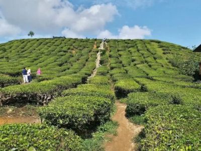 How to Plan a Southern U.S. Plantation Trail: A Journey Through History and Culture