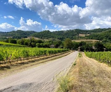 How to Plan a Road Trip Through Scenic Vineyards: Expert Tips
