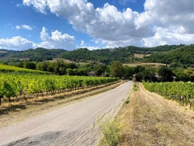 How to Plan a Road Trip Through Scenic Vineyards: Expert Tips