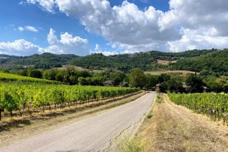 How to Plan a Road Trip Through Scenic Vineyards: Expert Tips