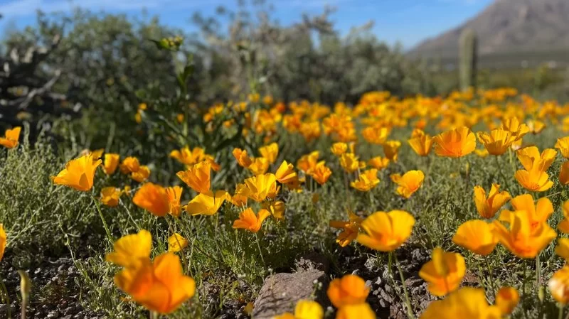 Best National Parks for Spring Wildflower Blooms: A Guide for Nature Lovers