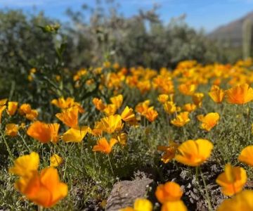 Best National Parks for Spring Wildflower Blooms: A Guide for Nature Lovers