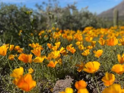 Best National Parks for Spring Wildflower Blooms: A Guide for Nature Lovers
