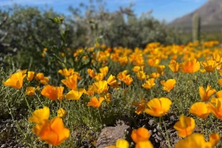 Best National Parks for Spring Wildflower Blooms: A Guide for Nature Lovers
